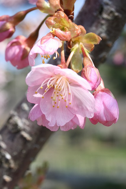 河津桜