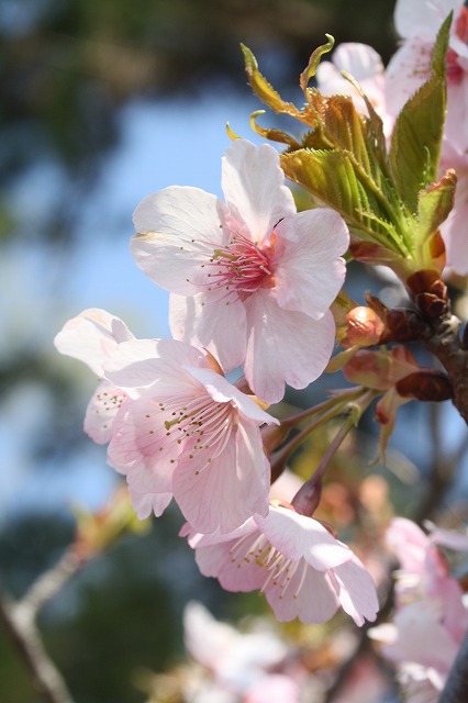 河津桜