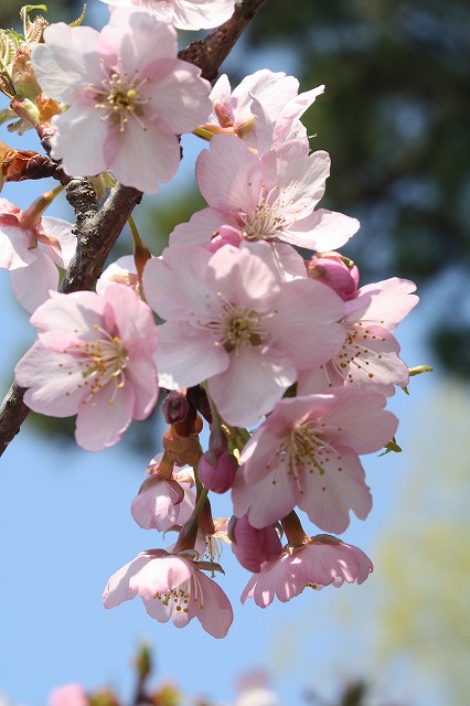 河津桜