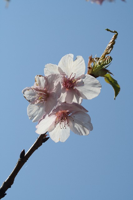 河津桜