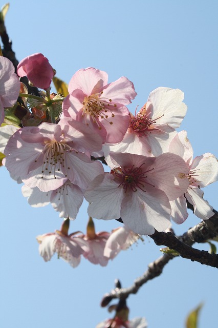 河津桜