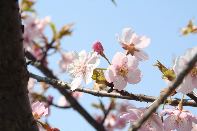 河津桜