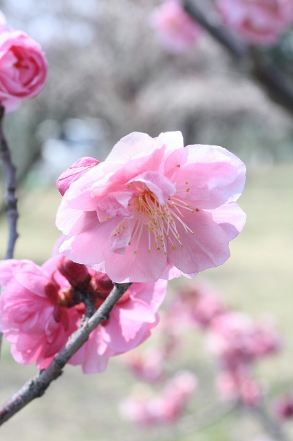 梅　はなぶんご