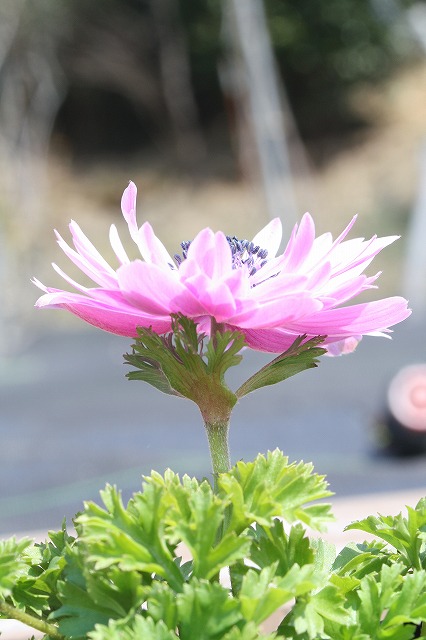 アネモネ